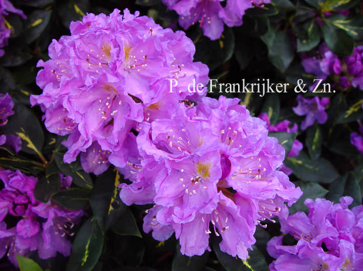 Rhododendron 'Goldflimmer'