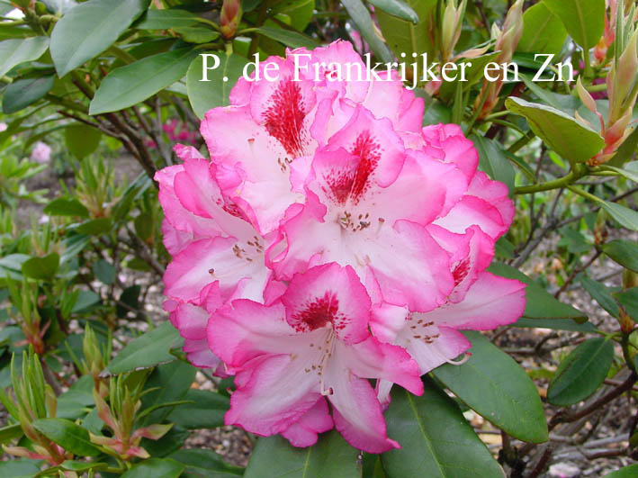 Rhododendron 'Hachmann's Charmant'