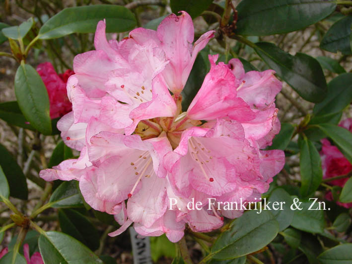 Rhododendron 'Hazel'