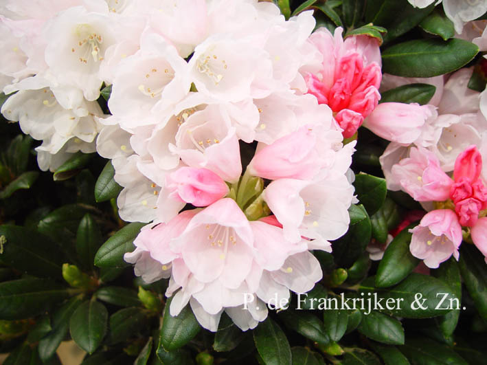 Rhododendron 'Koichiro Wada'