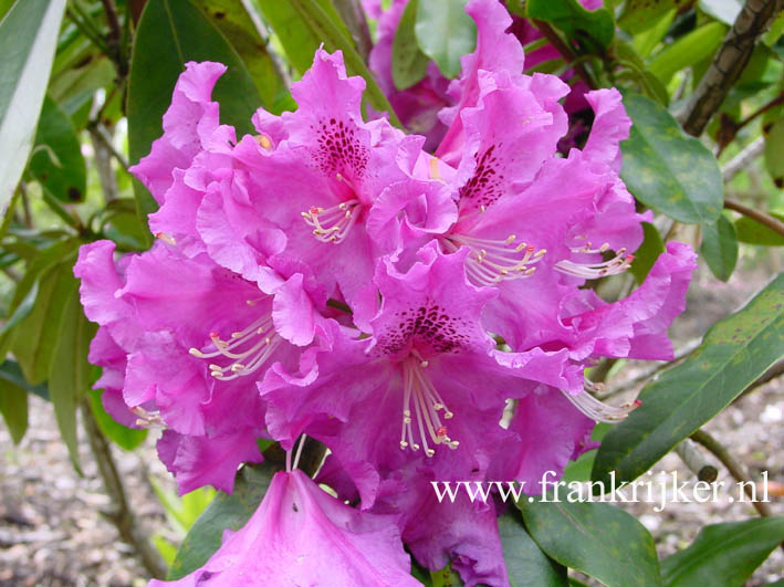 Rhododendron 'Lilofee'