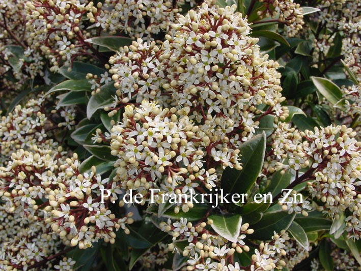 Skimmia japonica 'Ruby King'