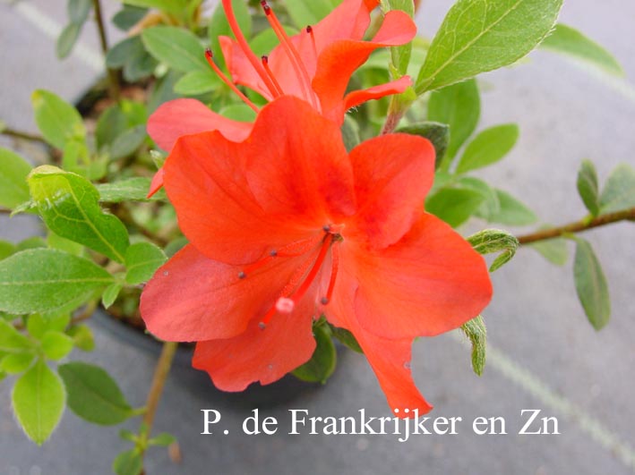 Azalea 'Fridoline'