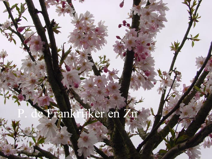 Prunus subhirtella 'Autumnalis Rosea'