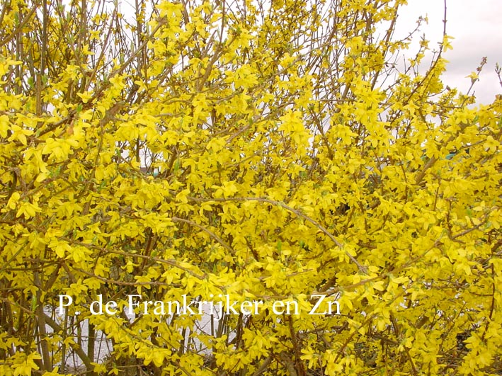 Forsythia intermedia 'Lynwood'