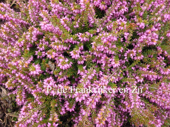 Erica darleyensis 'Mary Helen'