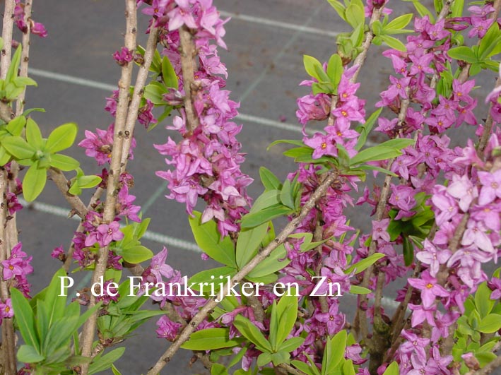 Daphne mezereum 'Rubra'