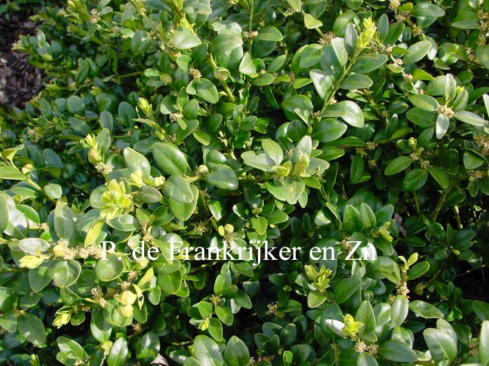 Buxus sempervirens 'Vardar Valley' (69953)