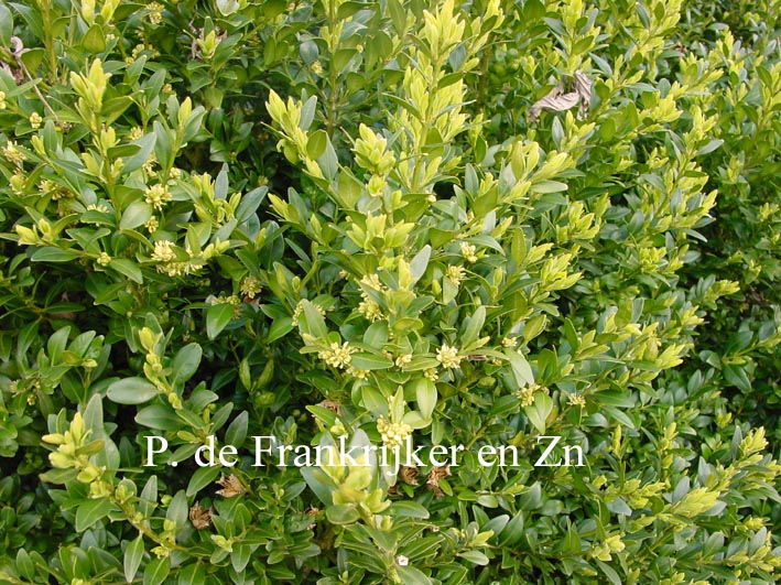 Buxus sempervirens 'Sentinelle' (69955)