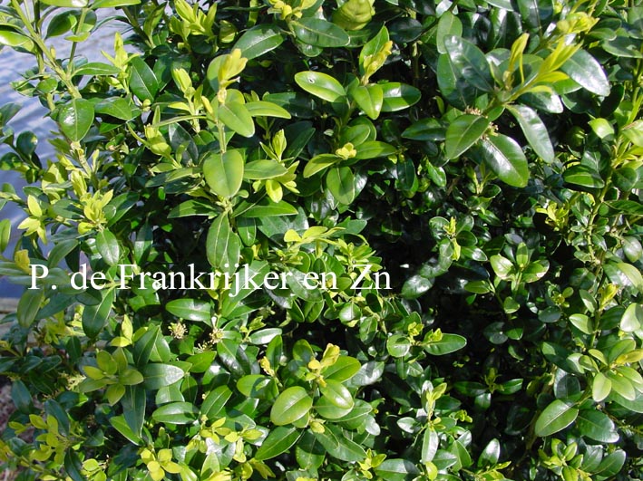 Buxus sempervirens 'Pyramidalis'