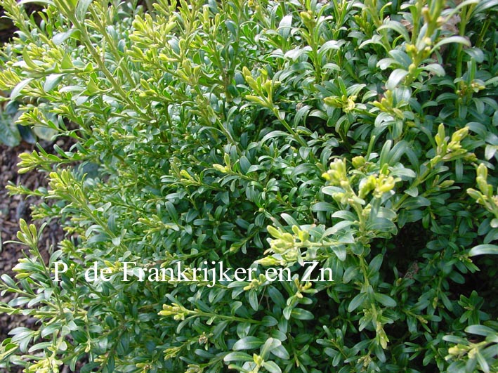 Buxus sempervirens 'Pinnacle'