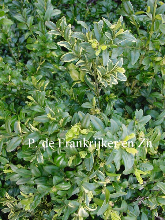 Buxus sempervirens 'Newport Blue'