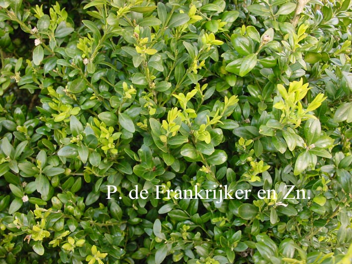 Buxus sempervirens 'Inglis'