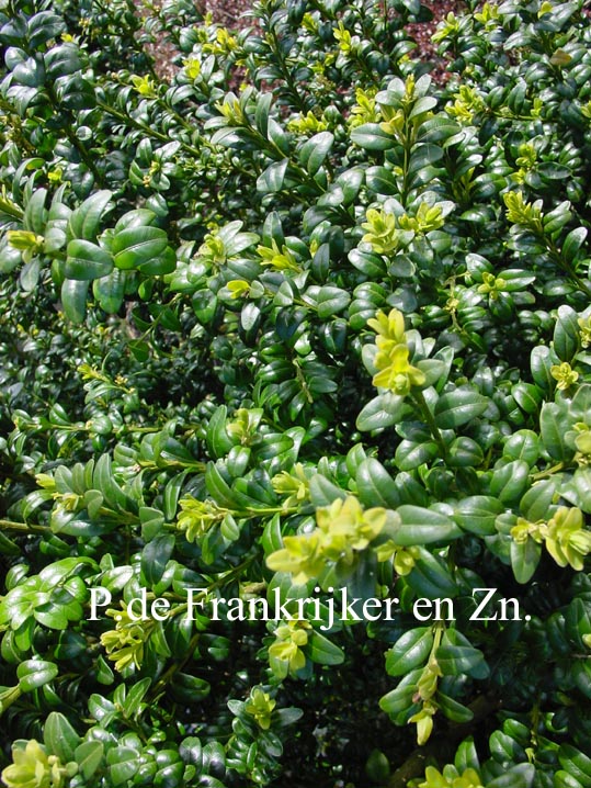 Buxus sempervirens 'Handsworthiensis'