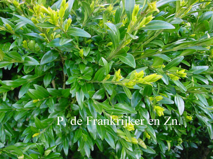 Buxus sempervirens 'Haller'