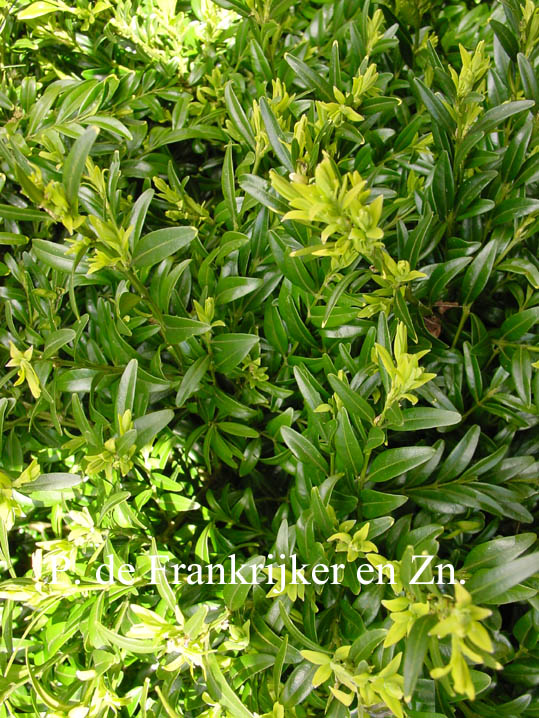 Buxus sempervirens 'Fiesta'