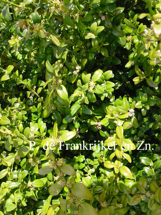 Buxus sempervirens arborescens (69981)