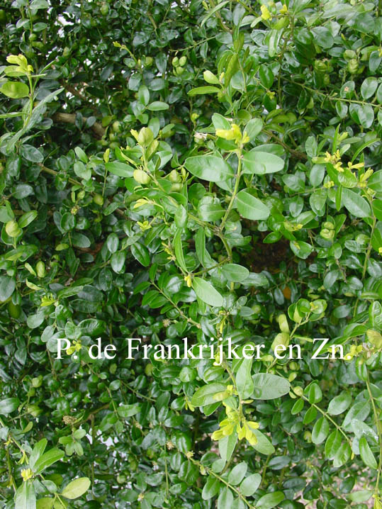 Buxus sempervirens 'Agram'