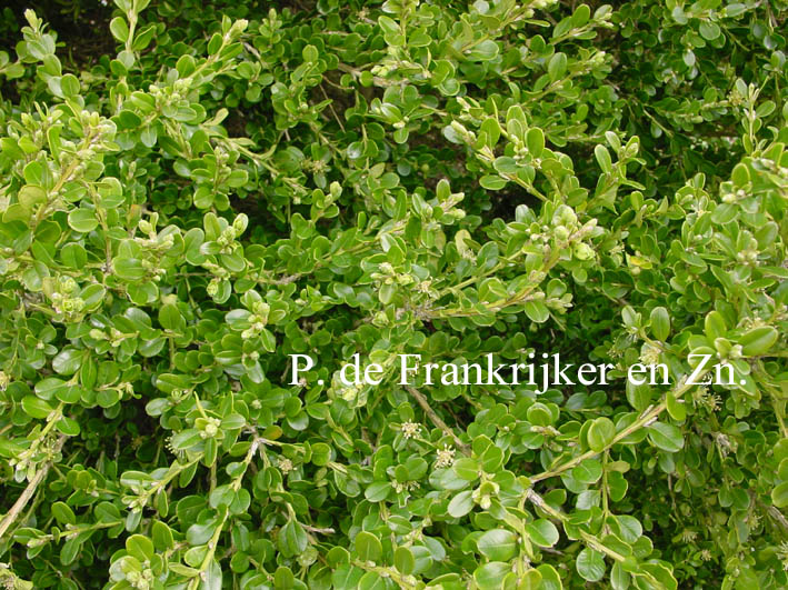 Buxus microphylla 'Trompenburg'