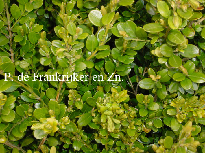 Buxus microphylla 'Sunny Side'