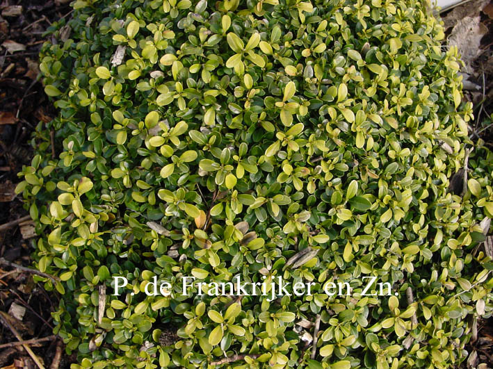 Buxus microphylla 'Compacta'