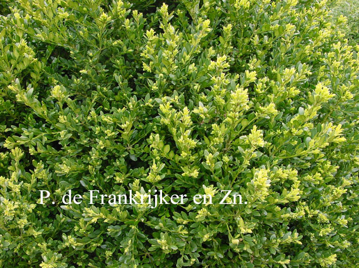 Buxus 'Green Mound' (69990)