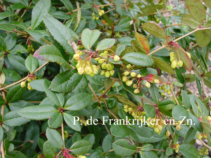 Berberis julianae