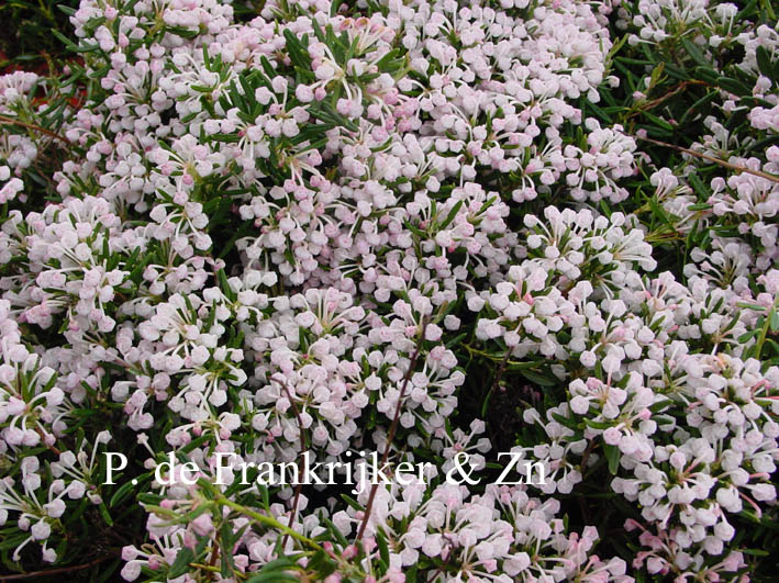 Andromeda polifolia 'Compacta'