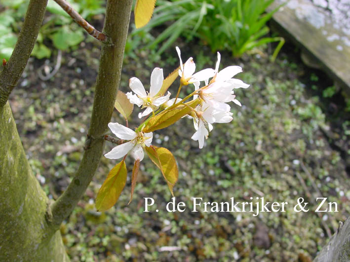 Amelanchier arborea 'Robin Hill'