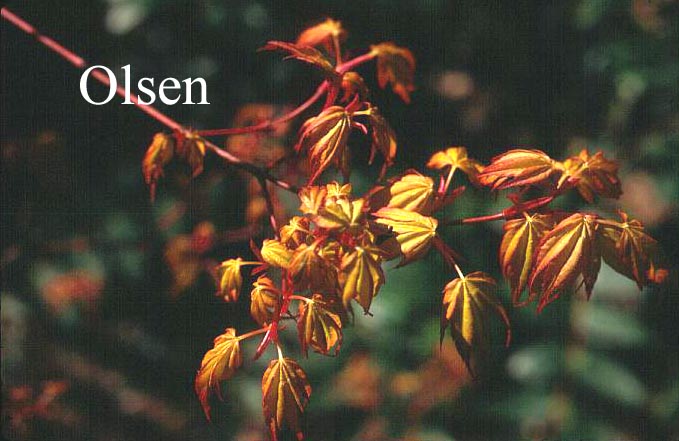 Acer palmatum 'Ueno yama'