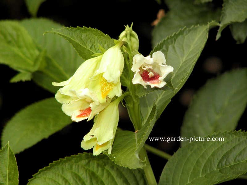 Weigela middendorffiana