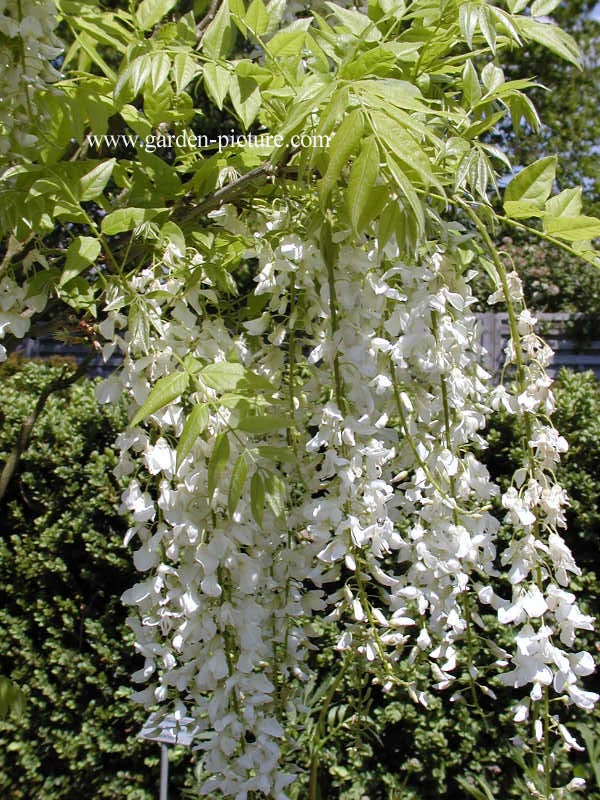 Wisteria floribunda 'Shiro noda'