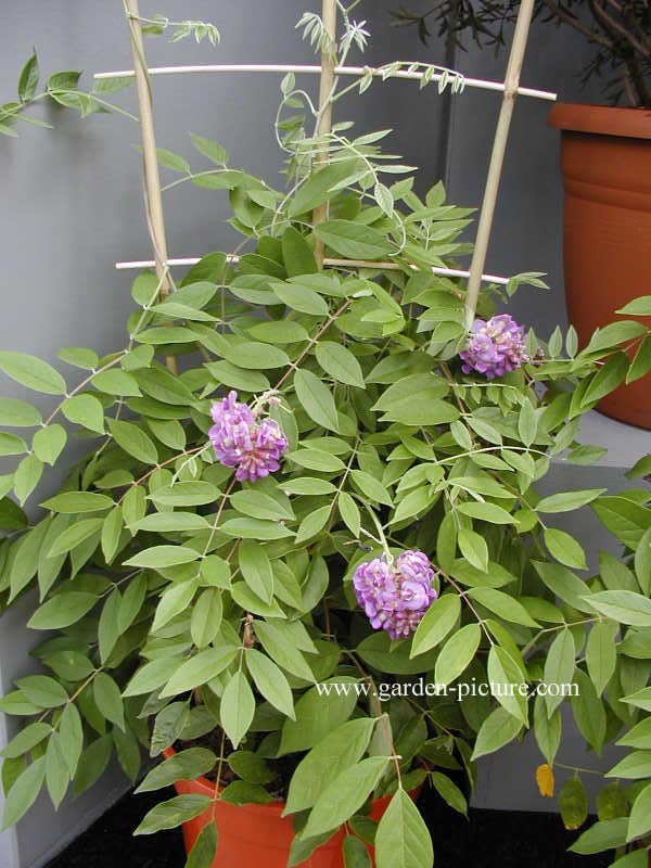 Wisteria frutescens 'Amethyst Falls'