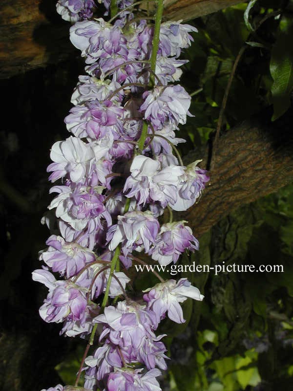 Wisteria floribunda 'Violacea Plena'