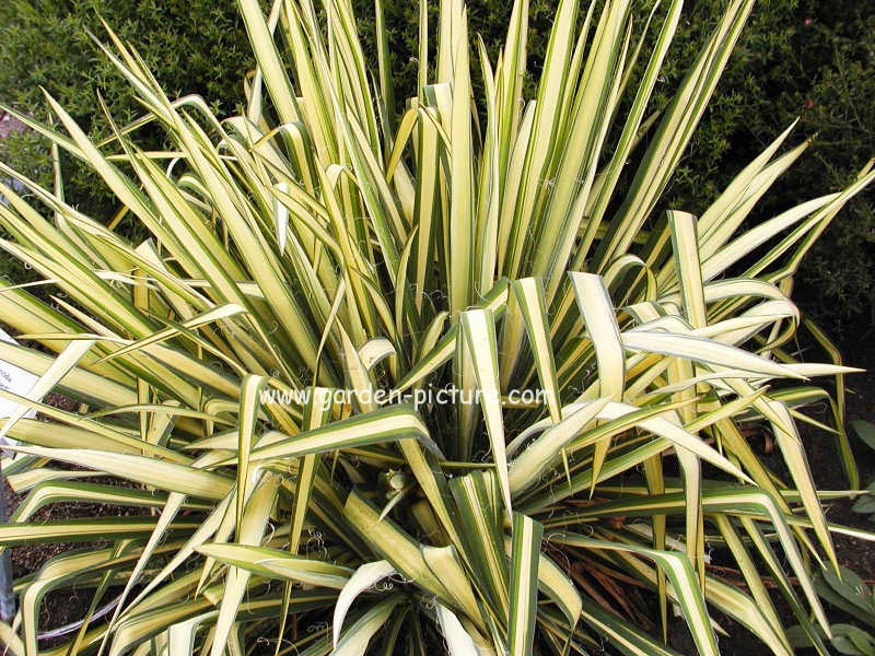 Yucca flaccida 'Golden Sword'