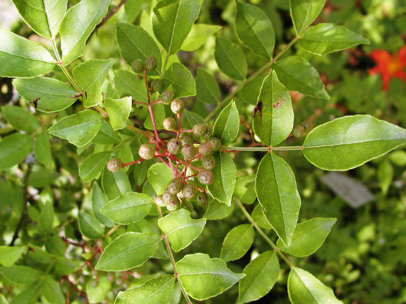 Zanthoxylum simulans