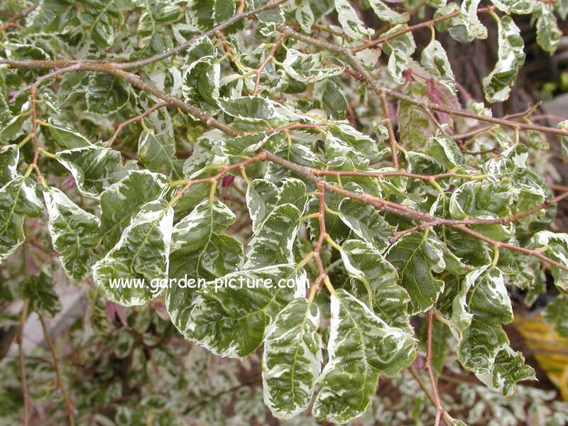 Zelkova serrata 'Variegata'