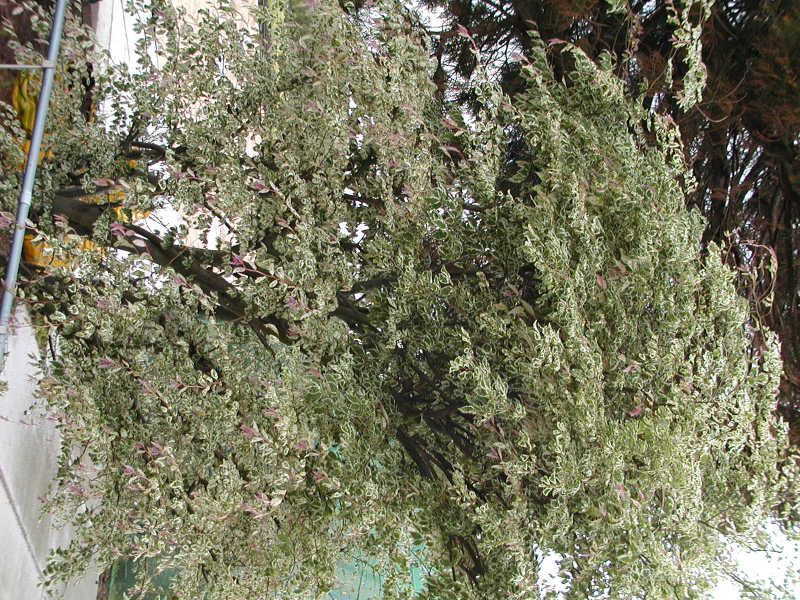 Zelkova serrata 'Variegata'