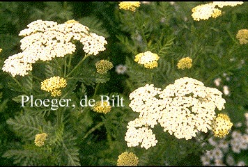 Achillea grandifolia