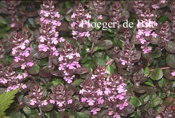 Ajuga reptans 'Rosea'