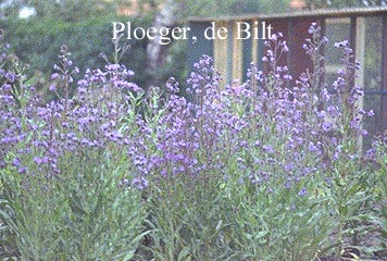 Anchusa azurea 'Loddon Royalist'