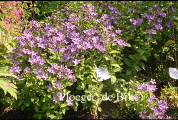 Campanula lactiflora 'Prichard's Variety'