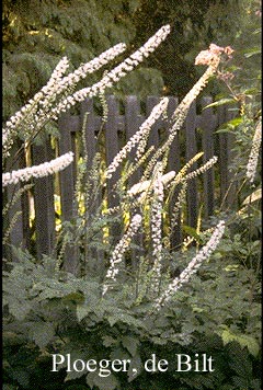 Actaea racemosa var. cordifolia