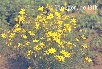 Coreopsis verticillata