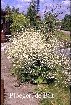 Crambe cordifolia