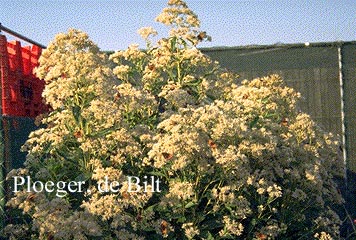 Eupatorium maculatum 'Album'