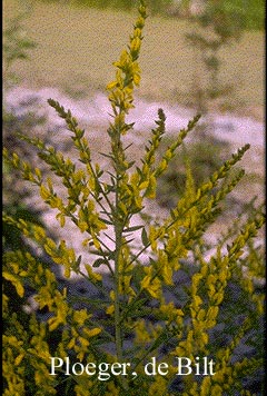 Genista tinctoria