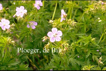 Geranium pratense 'Mrs. Kendall Clark'