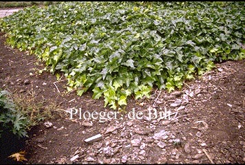 Hedera hibernica