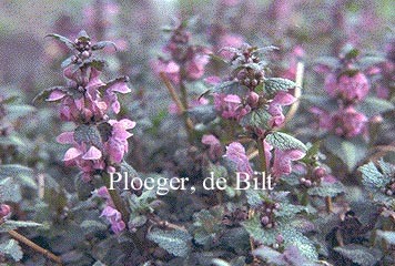 Lamium maculatum 'Shell Pink'